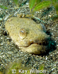 Snake eel, laying in wait, St. Vincent by Kay Wilson 